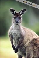 Eastern Grey Kangaroo (Macropus giganteus) photo