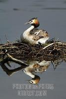 Great Crested Grebe ( Podiceps cristatus ) with reflection , sitting on its clutch stock photo