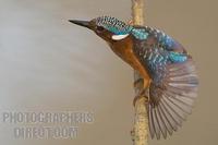 Malachite Kingfisher about to take off stock photo