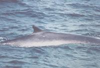 Finback Whale (Balaenoptera physalus)