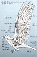 조류-날개와 골격의 명칭