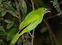 Blue-winged Leafbird - Juvenile?