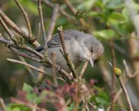 Barred Warbler (Sylvia nisoria)