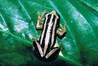 : Afrixalus quadrivittatus; Four-striped Leaf-folding Frog
