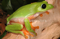 : Agalychnis moreletii; Black-eyed Leaf Frog