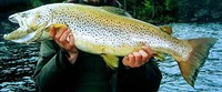 Ferox Trout Salmo ferox