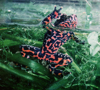 : Bombina orientalis; Oriental Fire-Bellied Toad