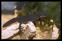 : Cynops orientalis; Oriental Fire-bellied Newt