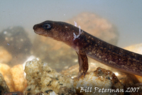 : Desmognathus quadramaculatus; Black-bellied Salamander