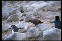 : Catharacta antarctica lonnbergi; Brown Skua