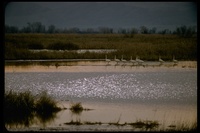 : Cygnus sp.; Swans
