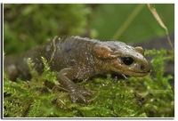 : Salamandra salamandra alfredschmidtii; Fire Salamander