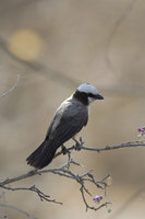 : Eurocephalus anguitimens; Southern White Crowned Shrike