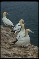 : Morus bassanus; Northern Gannet