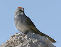 : Pipilo chlorurus; Green-tailed Towhee