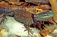 : Sceloporus jarrovii