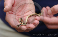 : Thamnophis sauritus ssp. sauritus; Eastern Ribbon Snake