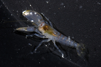 : Alpheus