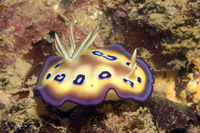 : Chromodoris kuniei ransoni