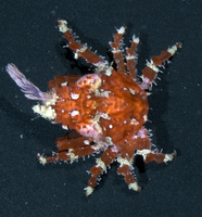 : Huenia heraldica