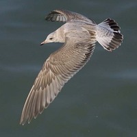 Kamchatka Gull, Kamchatka Gull