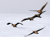 Four Brandt's Cormorant and one Pelagic Cormorant. 1 October 2006. Photo by Angus Wilson