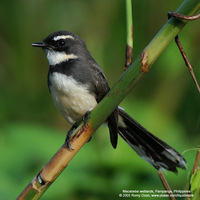 Pied Fantail Scientific name: Rhipidura javanica