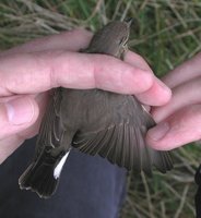 Taiga Flycatcher