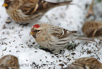 hoary redpoll - Carduelis hornemanni