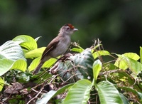 ズアカチャイロチメドリ Rufous-crowned Babbler Malacopteron magnum