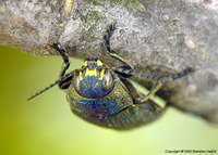 Buprestis rustica