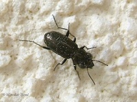 Notiophilus biguttatus