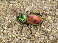 Agonum sexpunctatum