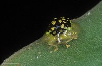 Cassidinae - Tortoise Beetles