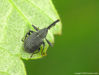 Anthonomus rubi - Strawberry blossom weevil