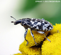 Cyphocleonus dealbatus