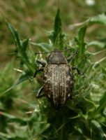 Lepyrus armatus