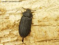 Grynocharis oblonga