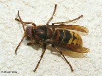 Vespa crabro germana