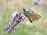 Thymelicus sylvestris - Small Skipper