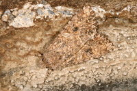 Discestra trifolii - The Nutmeg
