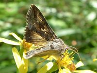 Autographa gamma - Silver Y