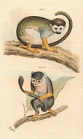 Squirrel monkey (Saimiri sp.)