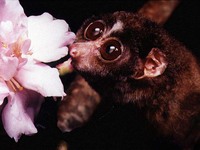 photograph of slender loris : Loris tardigradus