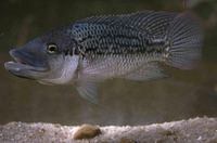 Image of Oreochromis mossambicus, Mozambique tilapia, Blou kurper, Grootbekkurper, Mosambiekkurp...