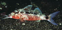 Parupeneus barberinus, Dash-and-dot goatfish: fisheries, gamefish, aquarium