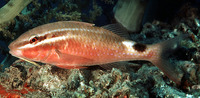 Parupeneus rubescens, Rosy goatfish: fisheries