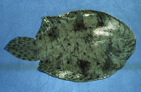 Achirus achirus, Drab sole: aquarium