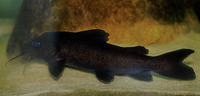 Lophiobagrus asperispinis, : fisheries, aquarium