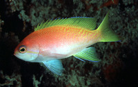 Pseudanthias bimaculatus, Two-spot basslet: